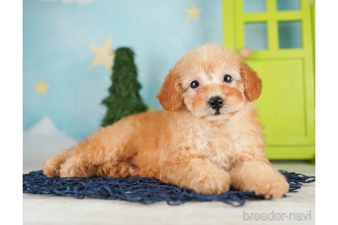 成約済の千葉県のトイプードル-255199の2枚目